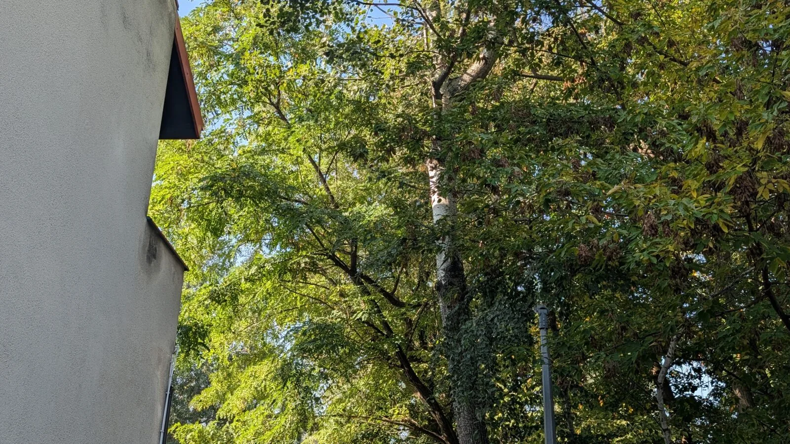 CEDR Michał Kaczmarek Ekspertyza dendrologiczna Jabłonna