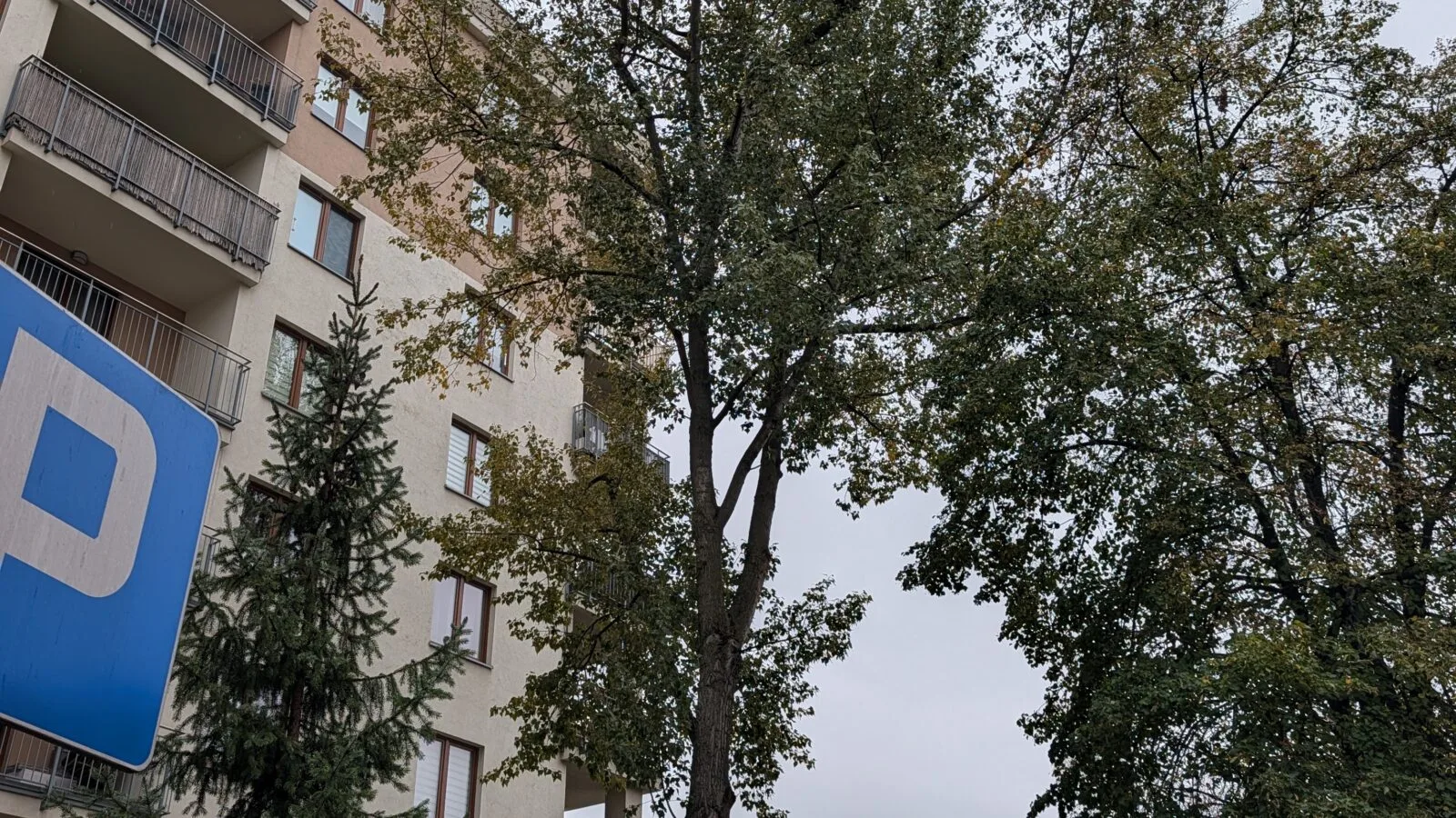 CEDR Michał Kaczmarek Ekspertyza dendrologiczna Jabłonna