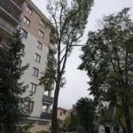 CEDR Michał Kaczmarek Ekspertyza dendrologiczna Jabłonna