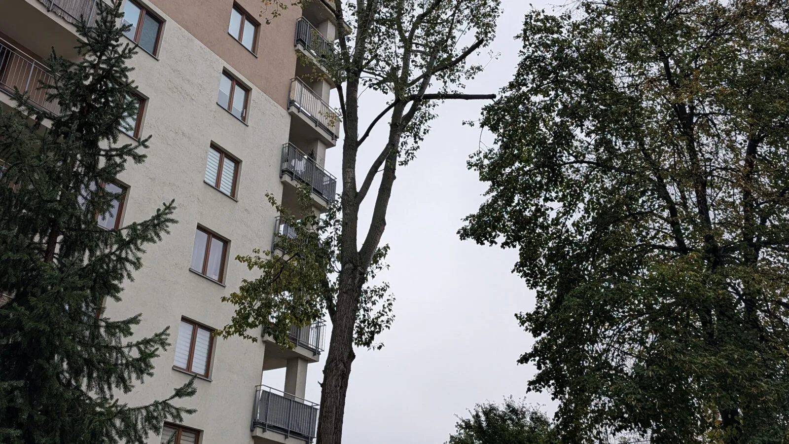 CEDR Michał Kaczmarek Ekspertyza dendrologiczna Jabłonna