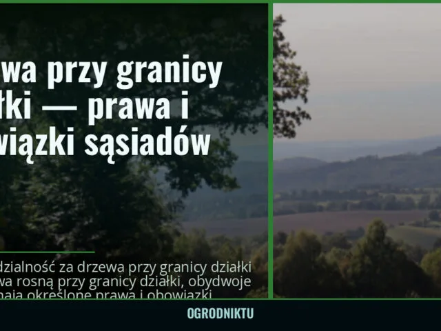 Drzewa przy granicy działki — prawa i obowiązki sąsiadów
