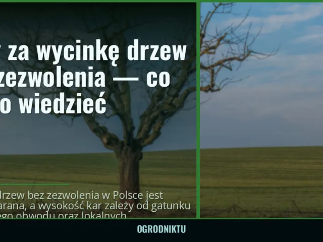 Kary za wycinkę drzew bez zezwolenia — co warto wiedzieć — ogrodniktu.pl
