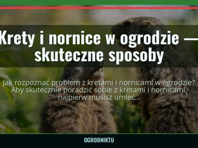 Krety i nornice w ogrodzie — skuteczne sposoby