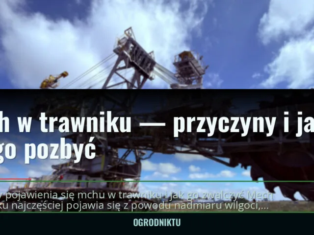 Mech w trawniku — przyczyny i jak się go pozbyć