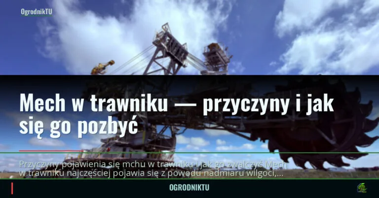 Mech w trawniku — przyczyny i jak się go pozbyć — ogrodniktu.pl