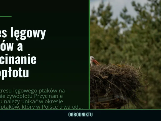 Okres lęgowy ptaków a przycinanie żywopłotu