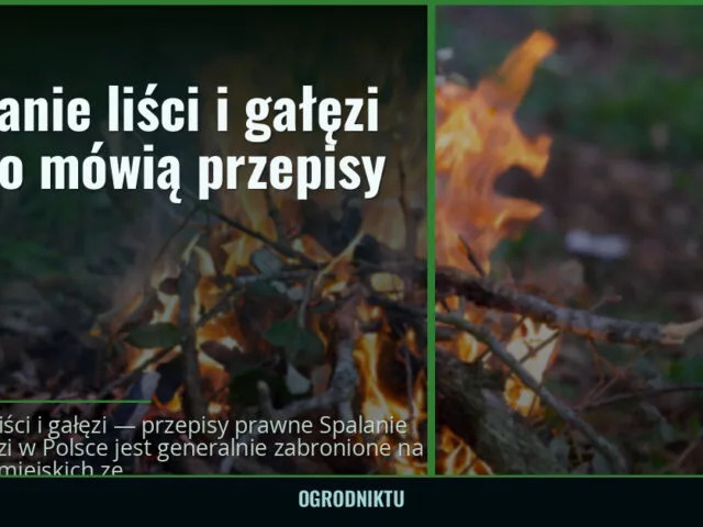 Spalanie liści i gałęzi — co mówią przepisy