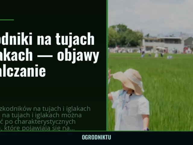 Szkodniki na tujach i iglakach — objawy i zwalczanie