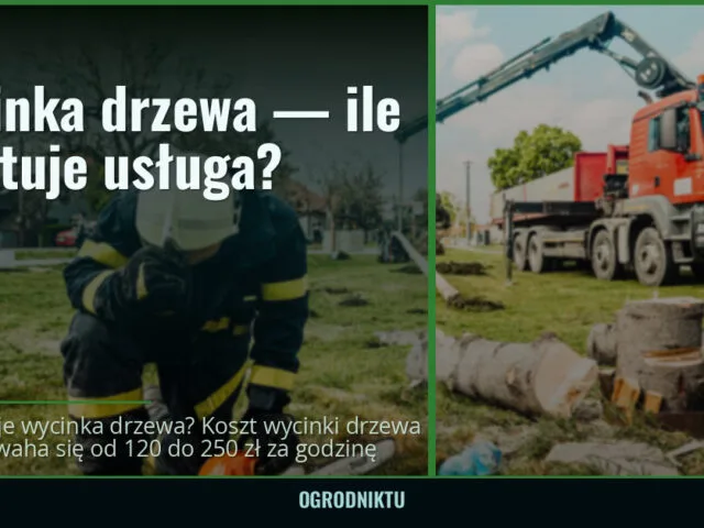 Wycinka drzewa — ile kosztuje usługa? — ogrodniktu.pl