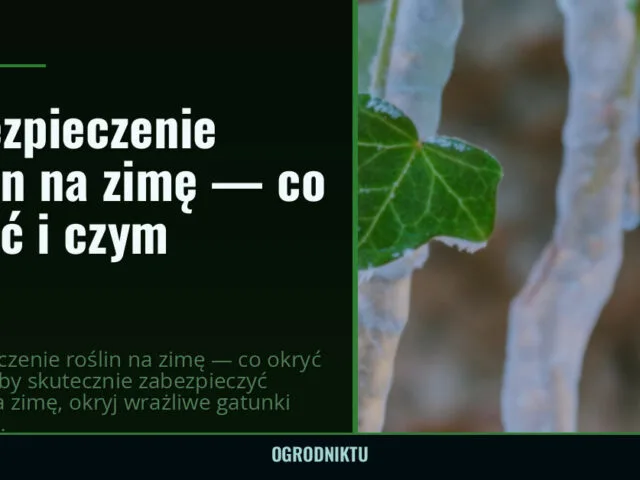 Zabezpieczenie roślin na zimę — co okryć i czym