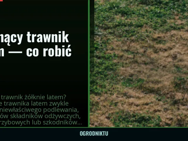 Żółknący trawnik latem — co robić