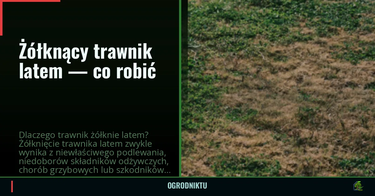 Żółknący trawnik latem — co robić