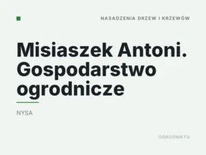 Misiaszek Antoni. Gospodarstwo ogrodnicze