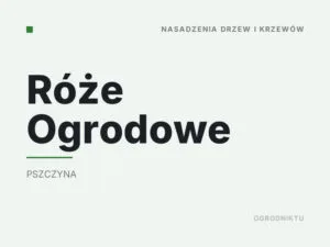 Róże Ogrodowe