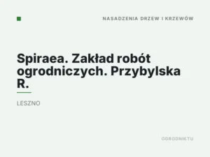 Spiraea. Zakład robót ogrodniczych. Przybylska R.
