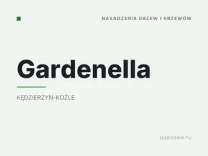 Gardenella